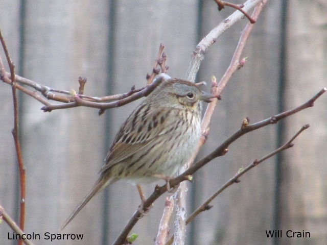 Lincoln Sparrow by W. Crain