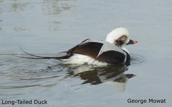 Long-tailed Duck 1 by G. Mowat