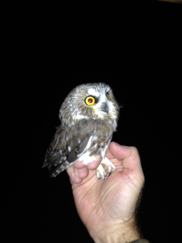 Northern Saw-Whet by M. Restani 10-19-14