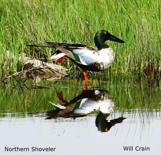 Northern Shoveler by W. Crain