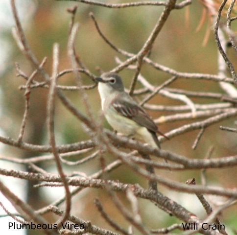 Plumbeous Vireo 2 by W. Crain