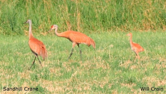 Sandhill Cranes by W. Crain