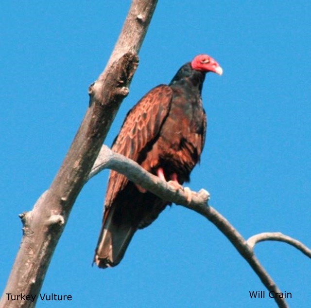 Turkey Vulture 2 by W. Crain