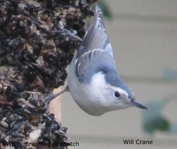 White-breasted Nuthatch by W.Crain