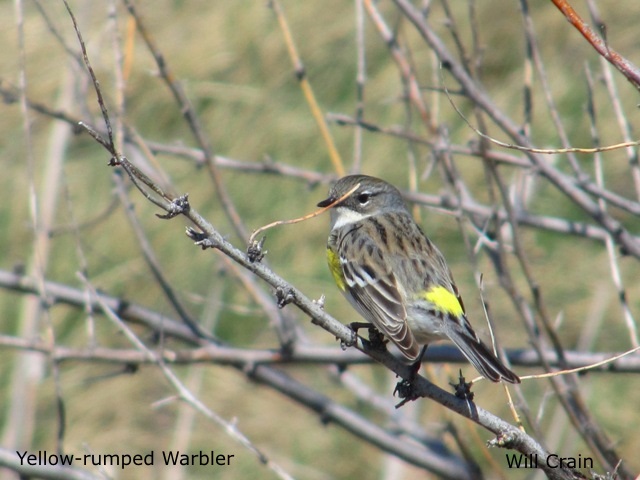 Yellow-rumped Warbler by W. Crain