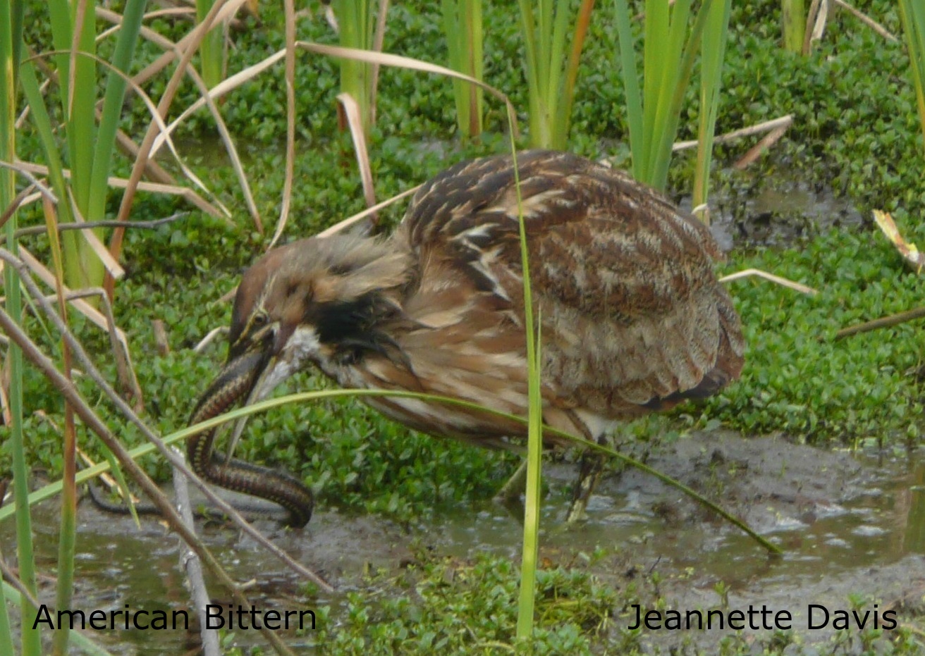 American Bittern Jeannette Davis cropped