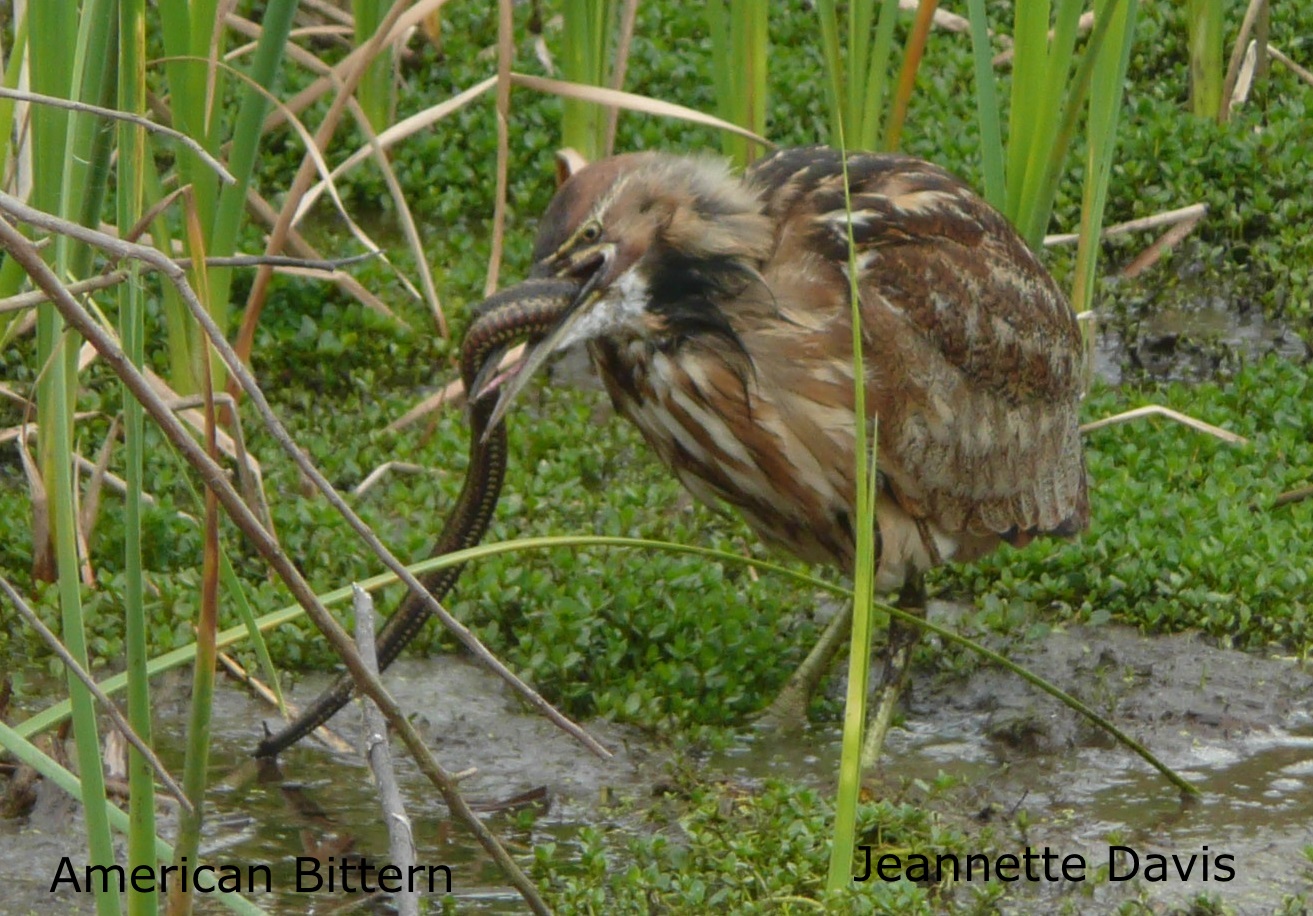 American Bittern2 Jeannette Davis cropped