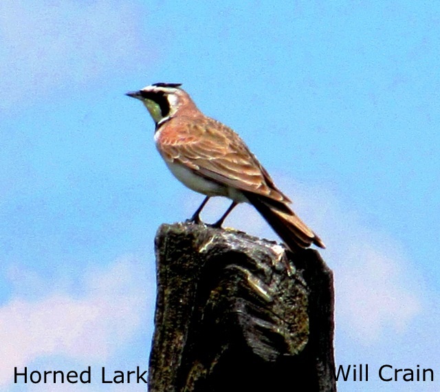 Horned Lark 3 - W. Crain