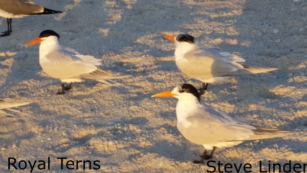 Linder - Royal Terns resized