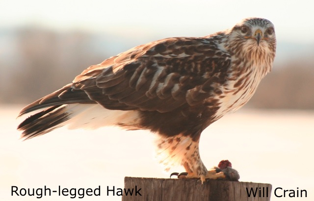Rough-legged Hawk 2 - W. Crain