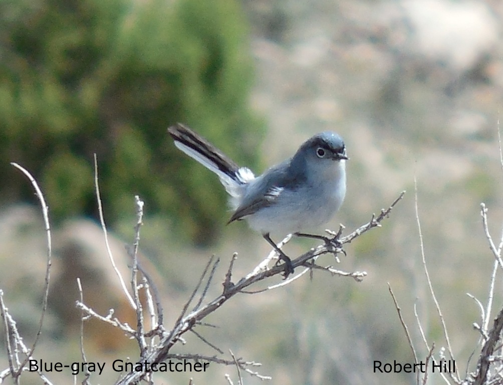 R. Hill - Blue-tailed Gnatcatcher