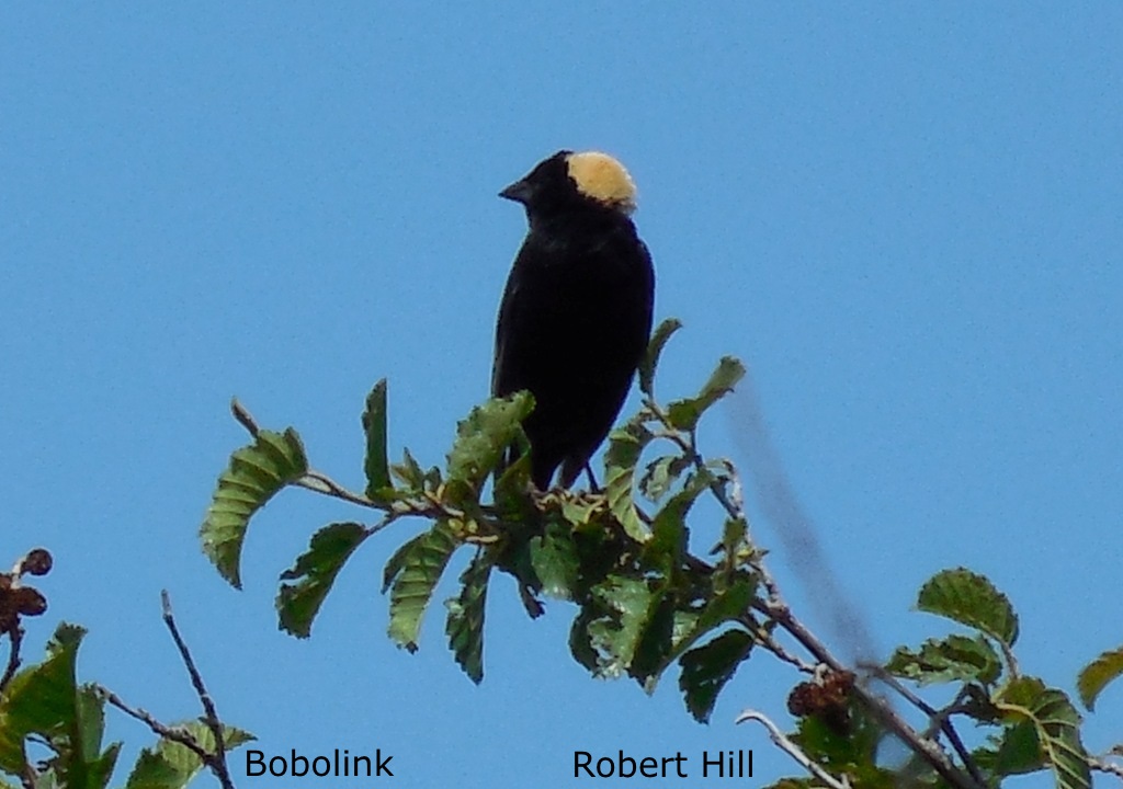 R. Hill - Bobolink