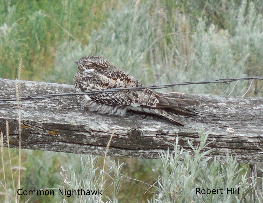 R. Hill - Common Nighthawk