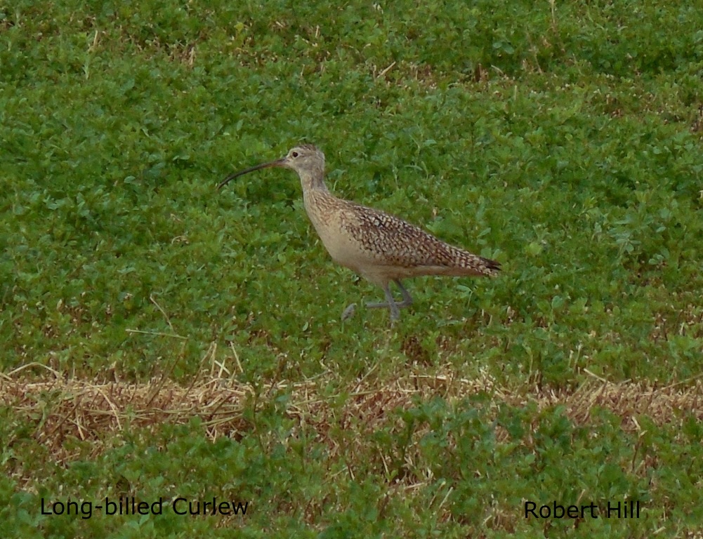 R. Hill - Long-billed Curlew 2