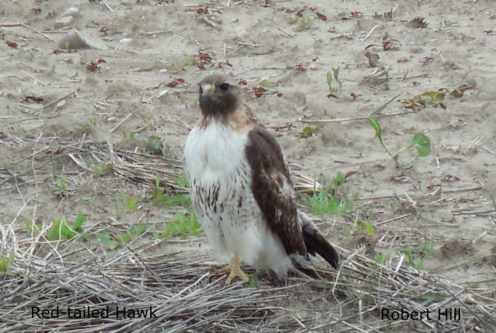 R. Hill - Red-Tailed Hawk