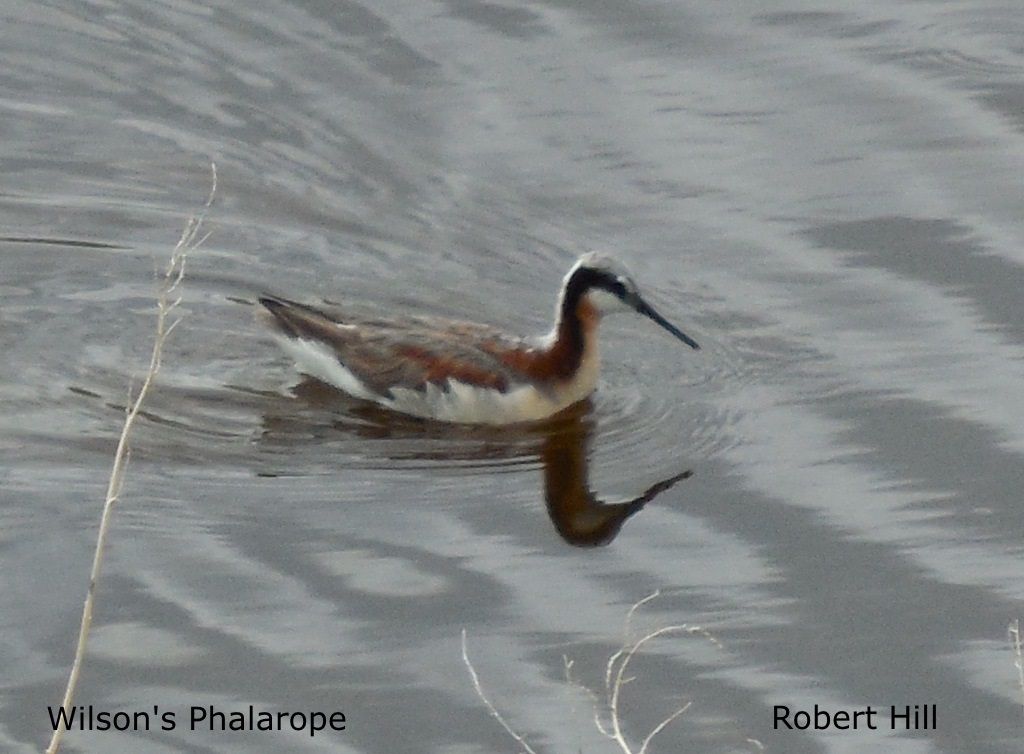 R. Hill -Wilson's Phalarope