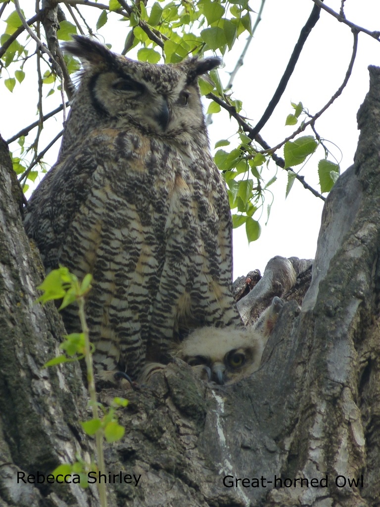 Rebecca Shirley - Great-horned Owl 2