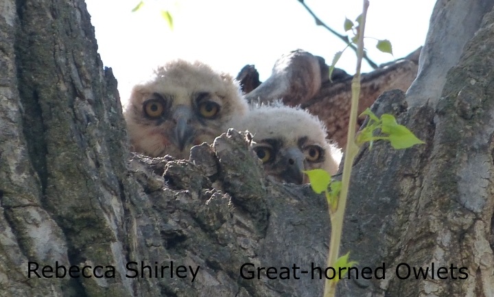 Rebecca Shirley - Great-horned Owlets 1