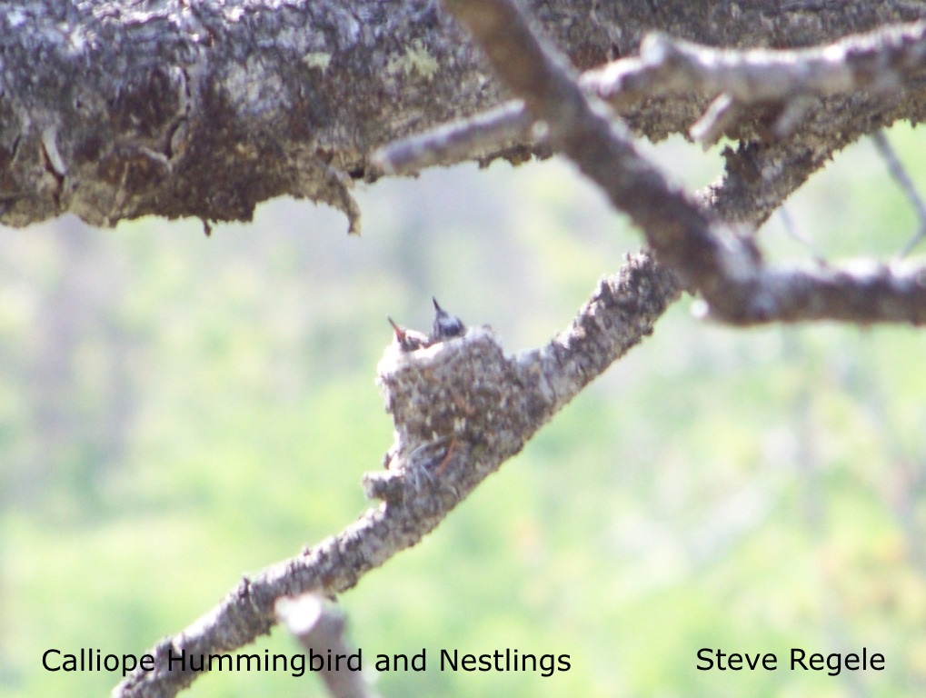 S. Regele - Calliope HB Nestlings