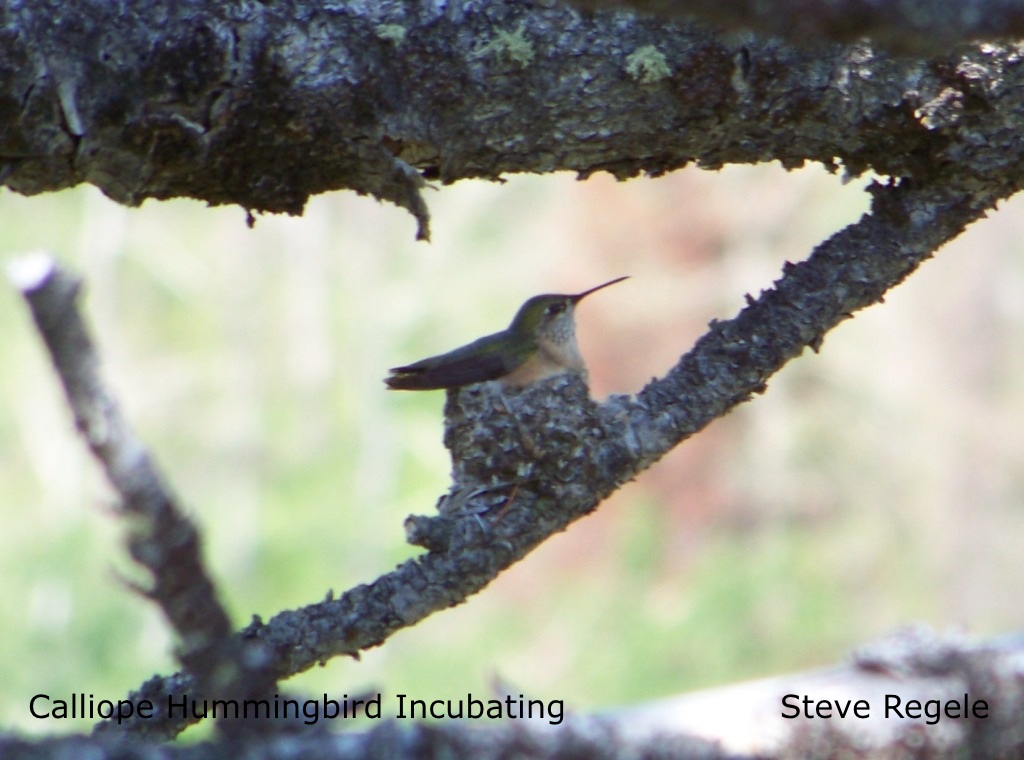 S. Regele - Calliope HB on Nest