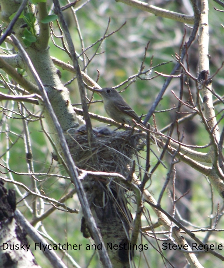 S. Regele - Dusky Flycatcher and Nestlings