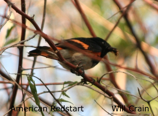 W. Crain - American Redstart