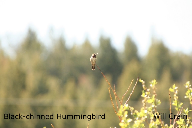 W. Crain - Black-chinned Hummingbird