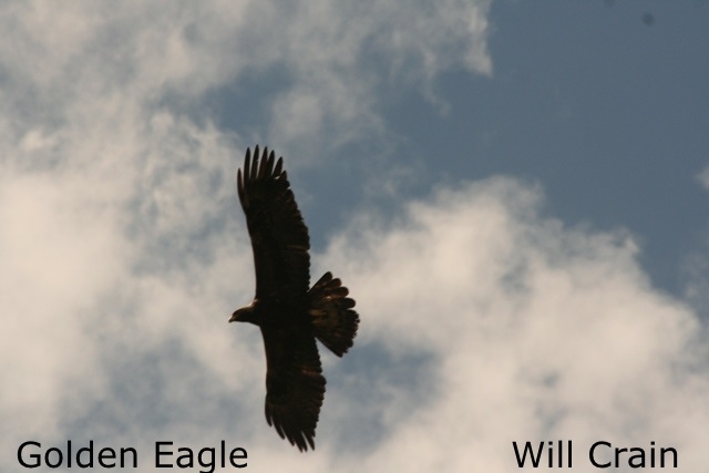 W. Crain - Golden Eagle
