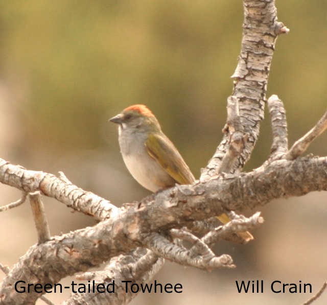 W. Crain - Green-tailed Towhee (2)
