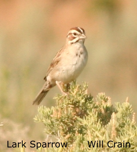 W. Crain - Lark Sparrow