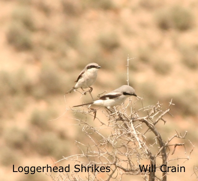 W. Crain - Loggerhead Shrike