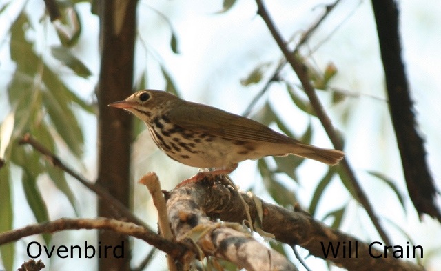 W. Crain - Ovenbird
