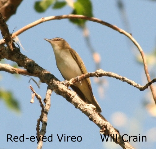 W. Crain - Red-eyed Vireo -