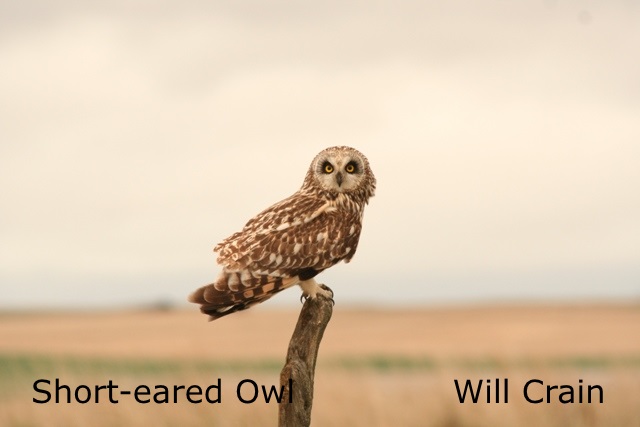 W. Crain - Short-eared Owl