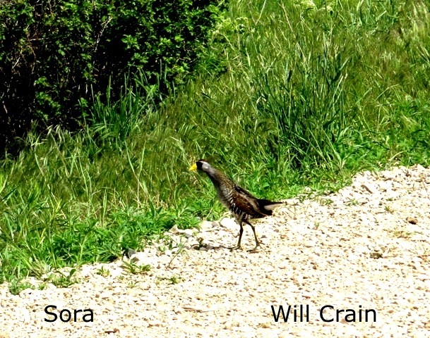 W. Crain - Sora
