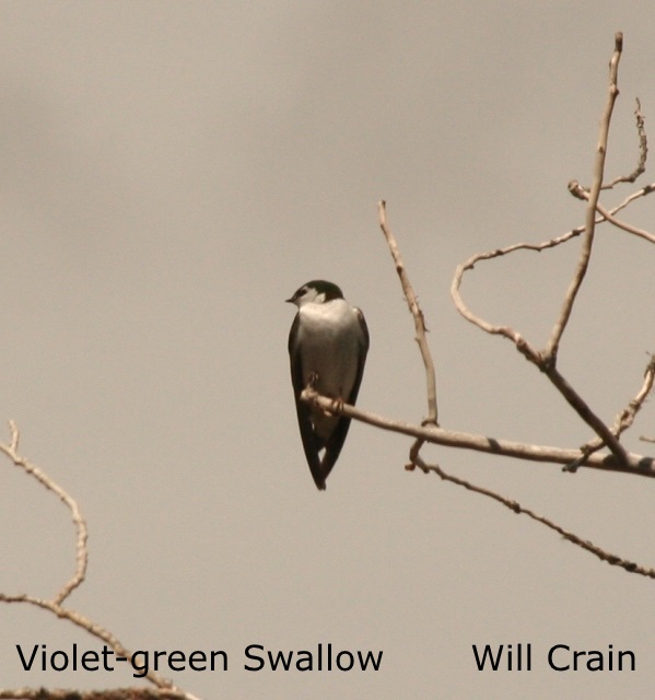 W. Crain - Violet- green Swallow