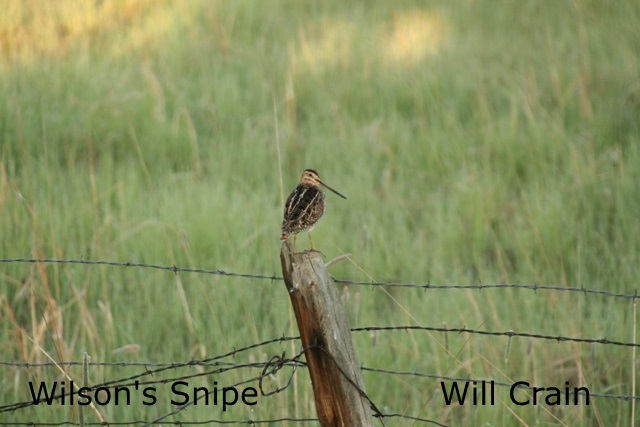 W. Crain - Wilson's Snipe