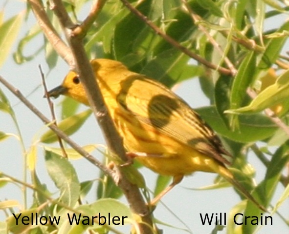 W. Crain - Yellow Warbler