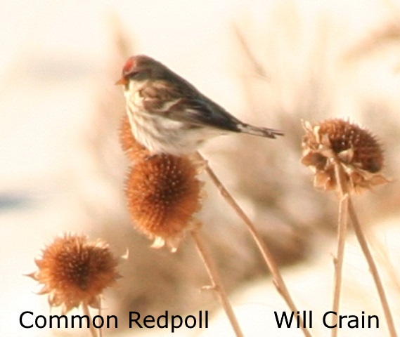 Common Redpoll 2 - W. Crain