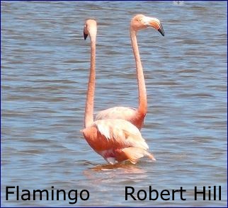 Flamingo Duet - R. Hill