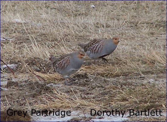 Grey Partridge - D. Bartlett snip