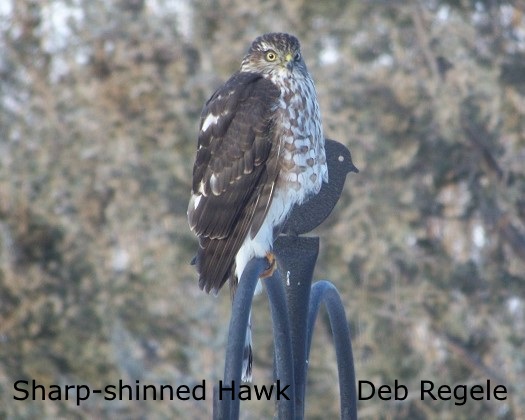 Sharp-shinned Hawk - D. Regele Resized