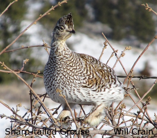 Sharp-tailed Grouse 2 - W. Crain
