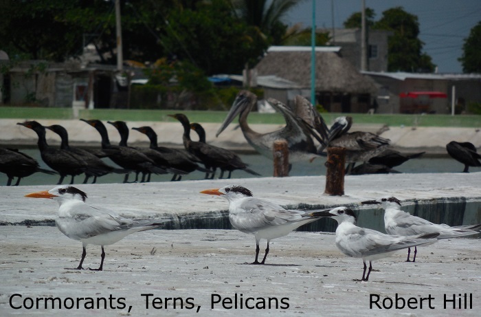 Terns and Cormorants Mexico - R. Hill