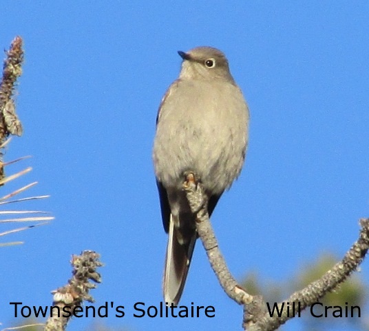 Townsend's Solitarie - W. Crain