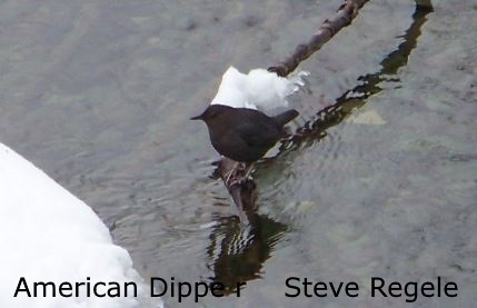 American Dipper 2 - SR