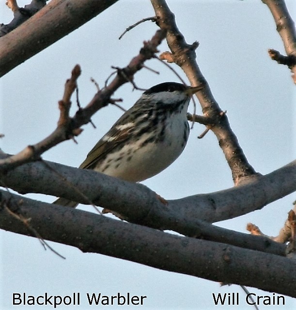 Blackpoll Warbler - W. Crain