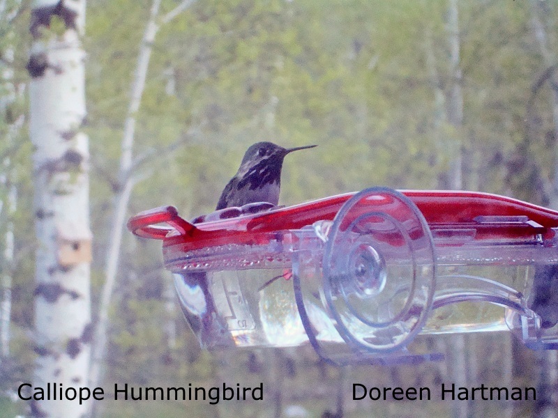 Caliope Hummingbird - Doreen Hartman