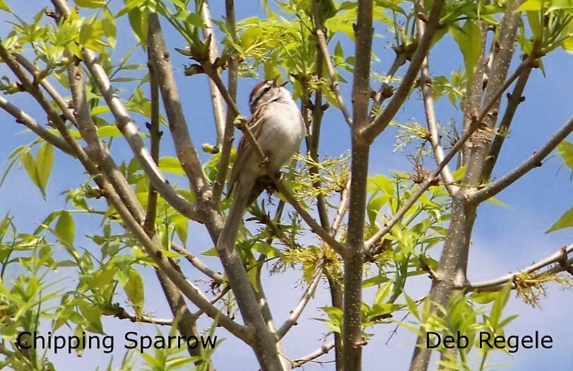 Chipping Sparrow - Deb Regele