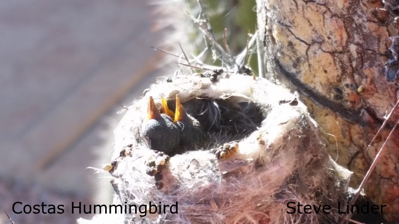 Costas Hummer Steve Linder